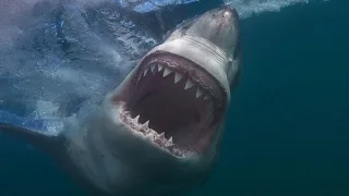phim hành động-Hàm cá mập
