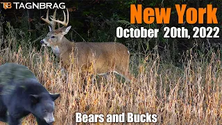 Bears and Bucks! New York Bow Hunting