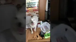 White Dog Destroys And Leave Mess In House