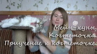 Мейн-кун. Когтеточка. Приучение кошки к когтеточке.