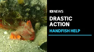 Rare fish population removed from habitat ahead of heatwave | ABC News