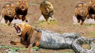 TOP 100 Attack of Wild Animals Caught On Camera   Gorilla Leopard Lion Zebra Fight In the Wild