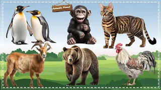 Familiar Animals Life: Penguin, Chimpanzee, Cat, Goat, Bear, Chicken