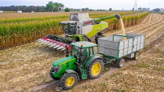 Claas Lexion 750 + Dominoni 8 File | White Corn Threshing🌽