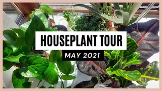 Houseplant Tour May 2021 | Small apartment plant tour in UK