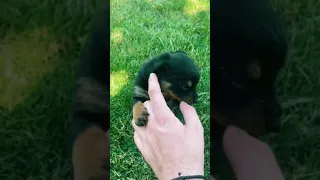 Angry little rottweiler