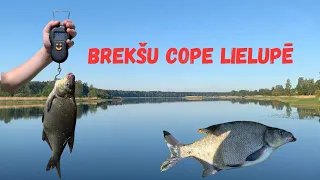 Brekšu cope Lielupē!