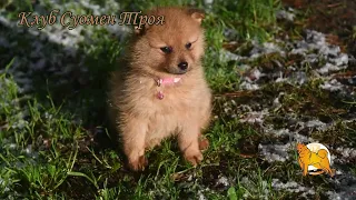 Щенки карело-финской лайки в ноябре 2023 :: Puppies of Finnish Spitz in November 2023