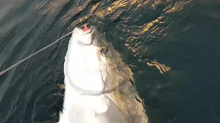 TopWater Kingfish!