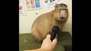 Capybaras pull up