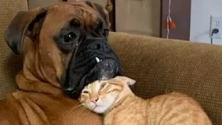 Funny Animals Videos 😂 - Funniest Cats and Dogs 😸🐶 126