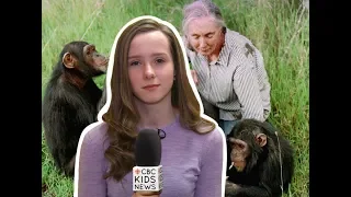 Jane Goodall on spending her life with chimpanzees I CBC Kids News