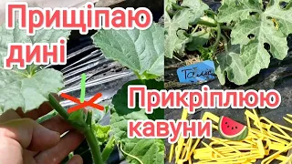 Прищипую головне стебло дині, прикріплюю розсаду кавунів 🍉