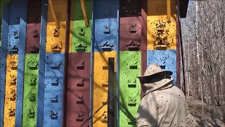 Кассетный пчелопавильон Берендей. Облет после зимовки в 6 месяцев  Пасека Берендей загудела