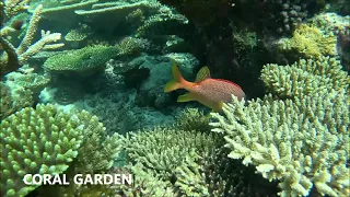 ACTIVITIES WITH OUR GUESTS - snorkeling in the coral garden