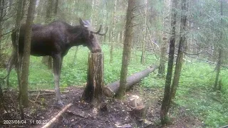 фотоловушка две недели на солонце