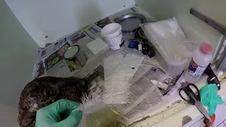 Tortoise repair