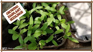 கத்தரிக்காய் நாற்று வளர்ப்பது எப்படி..! How to grow brinjal seedlings from seeds? #112