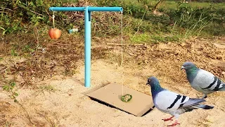 Easy Bird Trap Using Blue Pipe Cardboard and a Apple Fruit