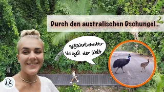 Travel VLOG 3 - Australien Regenwald Tour | Drohnen Aufnahmen und ganz viele exotische Tiere 🐍🕷️