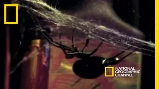 Deadly Mates: Black Widow Spider | National Geographic