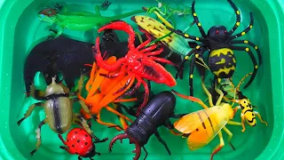 거미, 메뚜기, 벌, 전갈, 애벌레, 곤충 장난감을 물에 던지고 이름 배우기 Learn Insects and Bugs Spider, Grasshopper, Bee, Scorpion