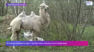 Наш лама-парк