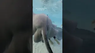 Stingrays chasing me! #ocean #stingray #dive #shorts