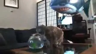 Flying shark and cat / Летающая акула и котик