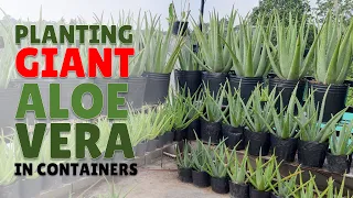 How To Plant Giant Aloe Vera in Containers