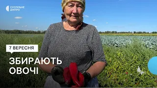 На Дніпропетровщині аграрії збирають врожай овочів