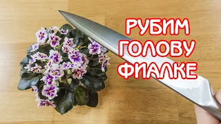 Омоложение фиалки | Укореняем верхушку (голову) | Советы по уходу за фиалками #09 | Мои фиалки