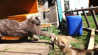 Нашли щенка и решили забрать к себе. Петуха и кур гоняет по двору. 😀А вот от кота получил в глаз