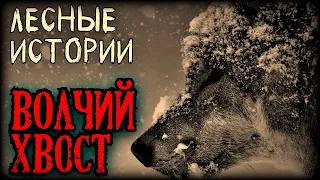 Лесные истории: Волчий хвост