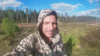Грибы полянами в мае - много грибов в весеннем лесу! Удачная тихая охота - Грибы 2021