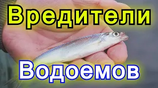 Никогда Не отпускай обратно эту рыбу в водоем! Вредители водоемов!