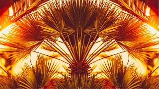 Chamaerops humilis - Hardy & Exotic Mediterranean Fan Palms