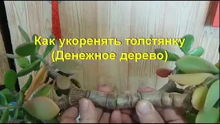 Как можно укоренять толстянку, крассулу (Денежное дерево)? How can one root a crassula, (Money tree)