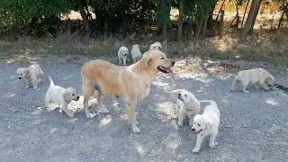 How a dog mother teaches her puppies to leave her in peace and stop drink milk