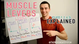 Muscle Levers 1st Class, 2nd Class, 3rd Class Explained