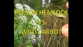 Warning Poison Hemlock Spreading FAST How to Identify and Distinguish From Wild Carrots