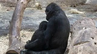 Prague Zoo Gorillas - October 2019 - Ajabu with Mommy