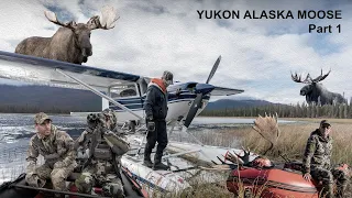 Alaska-Yukon Moose in the Rut Part 1 of 2