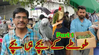 Lalukhet Exotic Parrots and Rare Birds Market Karachi 14-4-2024 Update in Urdu/Hindi | سوق الطيور