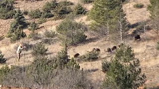Avcının Üstüne Giden Yaban Domuzu Sürüsü / Boar Going On The Hunter