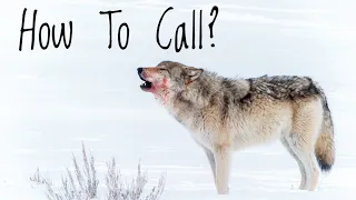 Western Wolf Hunting | Calling Wolves |