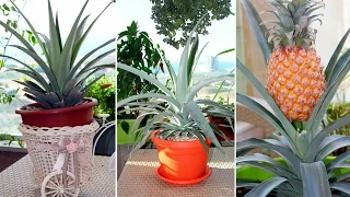 Pineapple. How to grow pineapple. How to plant pineapple correctly. Life hack. Part 1