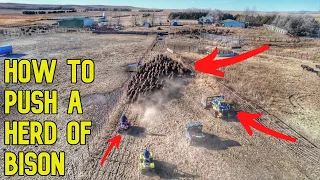 Behind the Scenes of a BIG South Dakota Bison Ranch!