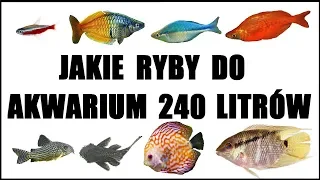 Jakie ryby do akwarium 240  litrów?
