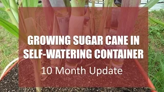 Growing Sugar Cane in a Self-Watering Container - 10 Month Update Plus